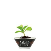Seishin 聖新陶芸 迷你拉麵碗藥味栽培套裝 - 小白菜 GD-105901