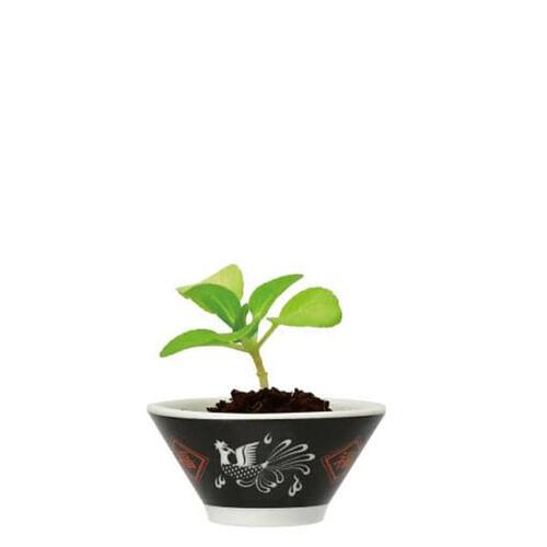 Seishin 聖新陶芸 迷你拉麵碗藥味栽培套裝 - 小白菜 GD-105901