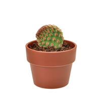 Seishin Cactus Growing Capsule - Blind Box (1Pc)