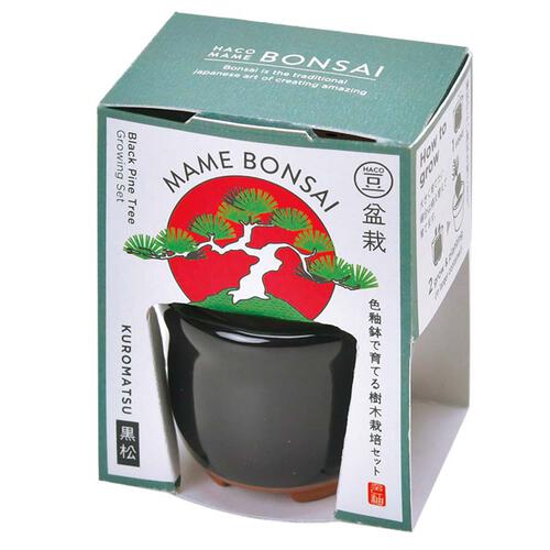 Seishin Haco Mame 日式陶瓷小盆栽 - 黑松