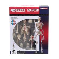 4D Human Anatomy 人體解剖學骨骼模型