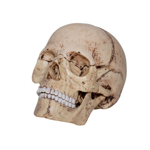 4D Human Anatomy 人體解剖學骷髏頭骨模型