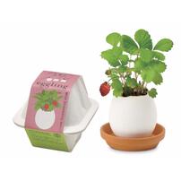 Seishin 蛋殼小盆栽 - 士多啤梨