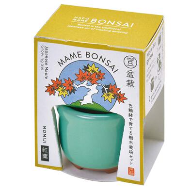 Seishin Haco Mame 日式陶瓷小盆栽 - 楓樹