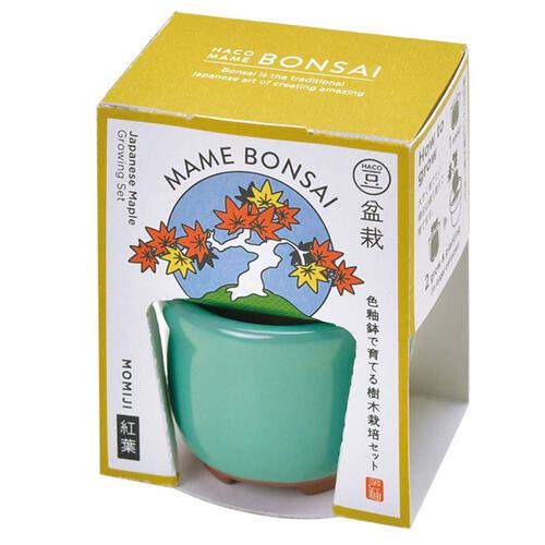 Seishin Haco Mame 日式陶瓷小盆栽 - 楓樹