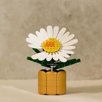 (網店預購) Oxford x G-Dragon權志龍 818 Bloom 小雛菊積木限定禮盒 (2026年2月發貨) 