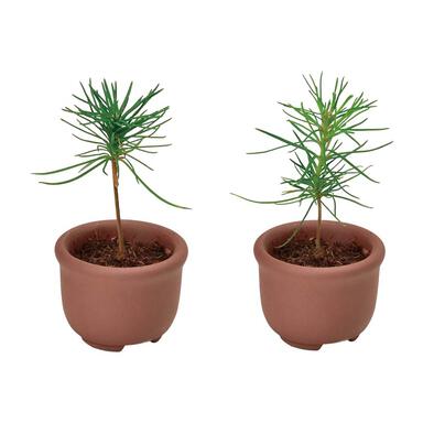 Seishin 和風盆景小盆栽扭蛋 - 盲盒(單件裝)