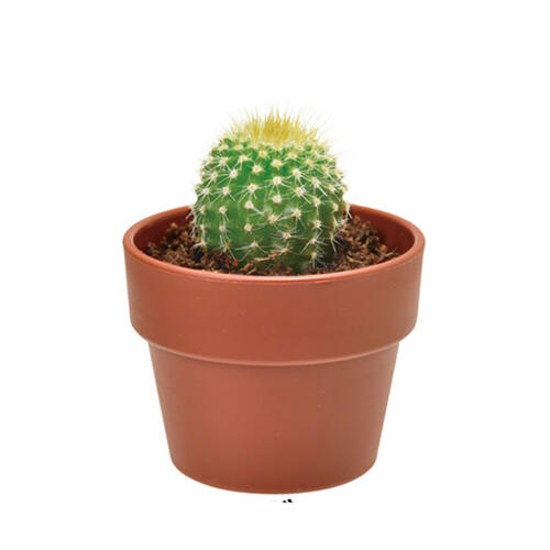 Seishin 仙人掌小盆栽扭蛋 - 盲盒(單件裝)