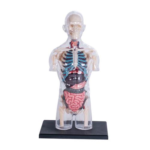 4D Human Anatomy Transparent Torso Anatomy Model