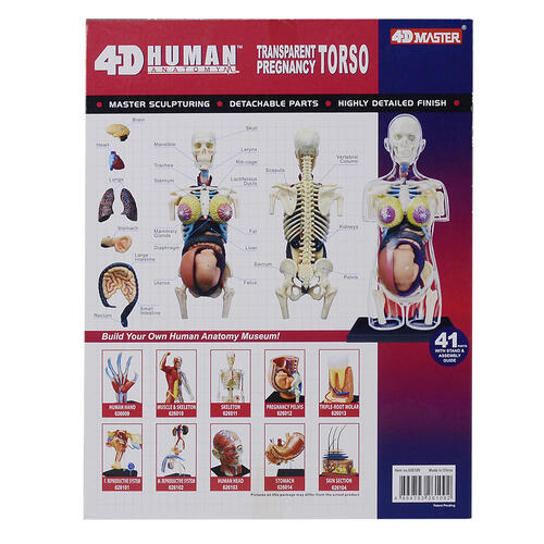 4D Human Anatomy Transparent Pregnancy Torso