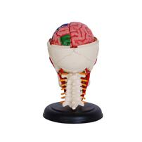 4D Human Anatomy Cranial Nerve Skull Anatomy Model