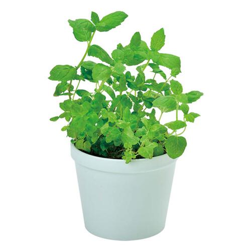 Seishin Recipe - Mint