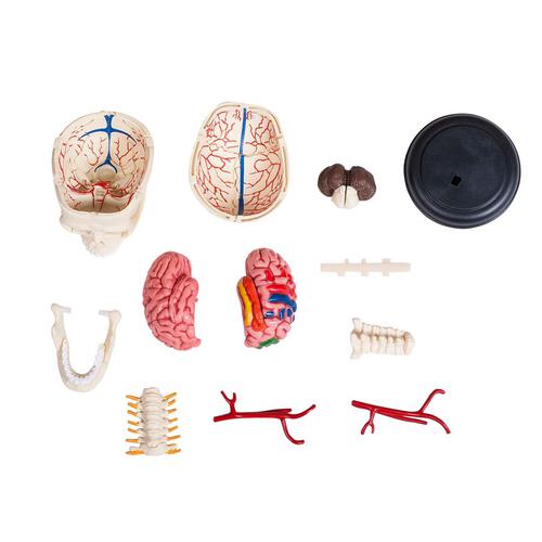 4D Human Anatomy 人體解剖學顱骨模型