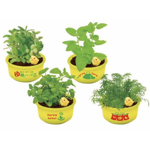 Seishin 聖新陶芸懷舊日式小湯桶香草栽培 - 盲盒 (單件裝)