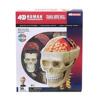 4D Human Anatomy Cranial Nerve Skull Anatomy Model