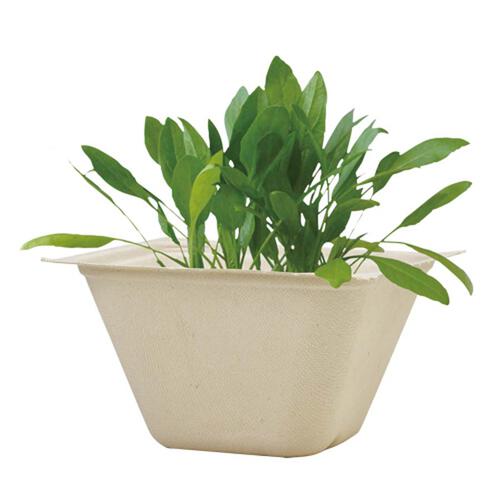 Seishin 環保甘蔗紙盆盆栽 - 菠菜