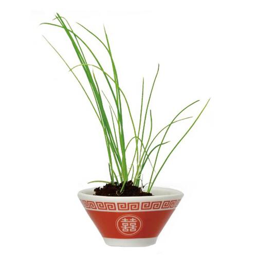 Seishin 聖新陶芸 拉麵藥味栽培套裝 - 蔥 GD-105901