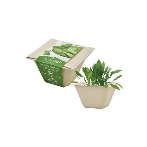 Seishin 環保甘蔗紙盆盆栽 - 菠菜