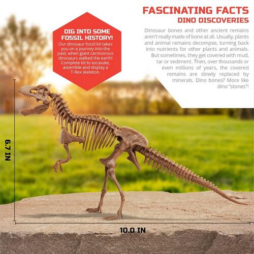 Discovery Mindblown思考探索 3D恐龍化石