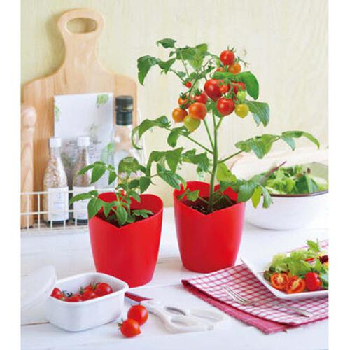 Seishin 心型番茄小盆栽