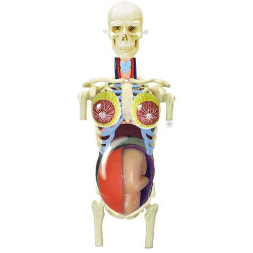 4D Human Anatomy Transparent Pregnacy Torso