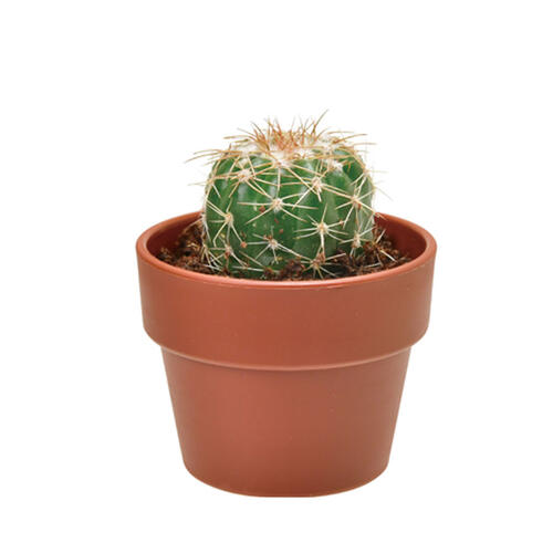 Seishin Cactus Growing Capsule - Blind Box (1Pc)