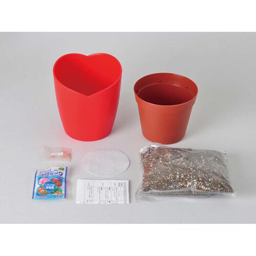 Seishin 心型番茄小盆栽