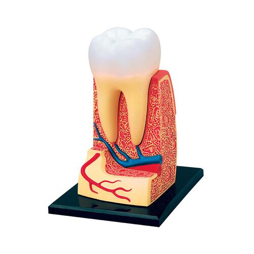 4D Human Anatomy 人體解剖學牙齒模型