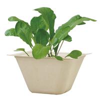 Seishin 環保甘蔗紙盆盆栽 - 蘿蔔