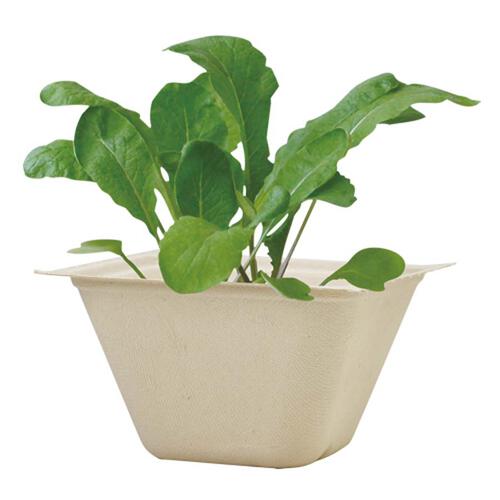 Seishin 環保甘蔗紙盆盆栽 - 蘿蔔