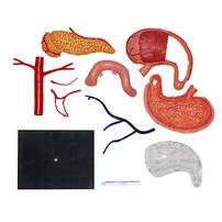 4D Human Anatomy 人體解剖學胃模型