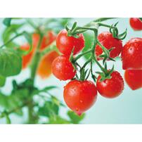 Seishin 心型番茄小盆栽