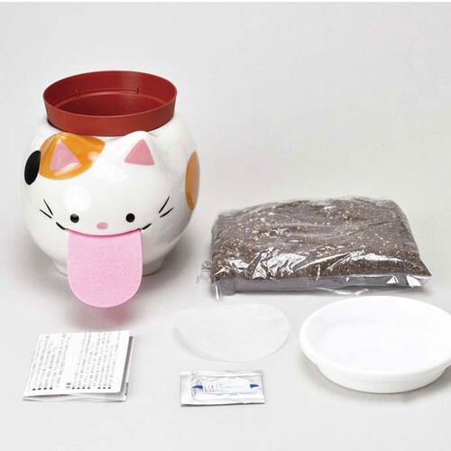 Seishin Peropon Papa - Cat Wild Strawberry