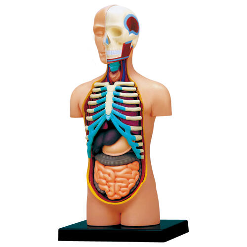 4D Human Anatomy 人體解剖學軀幹模型