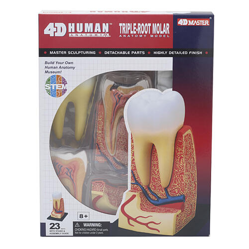 4D Human Anatomy Triple-Root Molar Anatomy Model