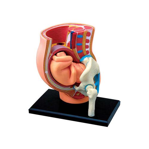 4D Human Anatomy 人體解剖學胎兒孕婦模型