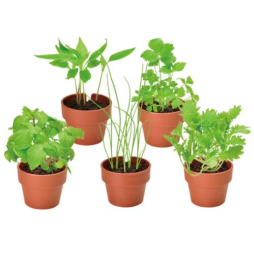 Seishin Green Capsule - Japanese Spices Grown - Blind Box (1Pc)