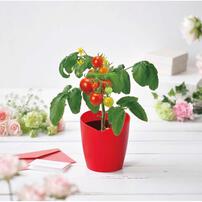 Seishin 心型番茄小盆栽