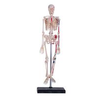 4D Human Anatomy Skeleton Model