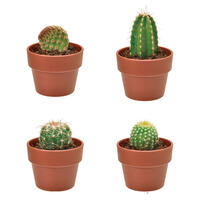 Seishin Cactus Growing Capsule - Blind Box (1Pc)