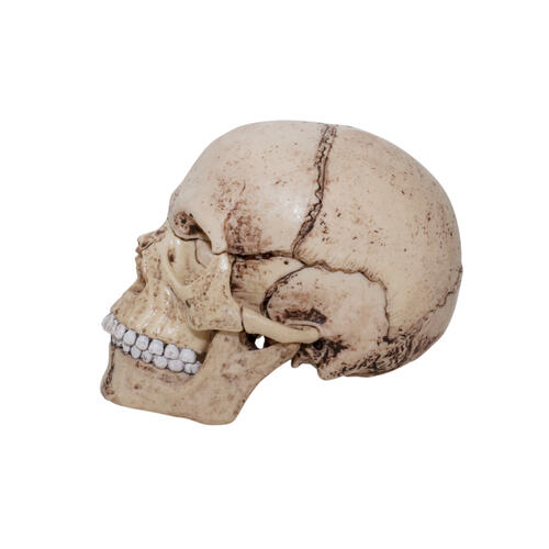 4D Human Anatomy 人體解剖學骷髏頭骨模型