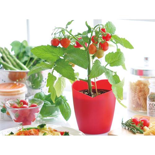 Seishin 心型番茄小盆栽