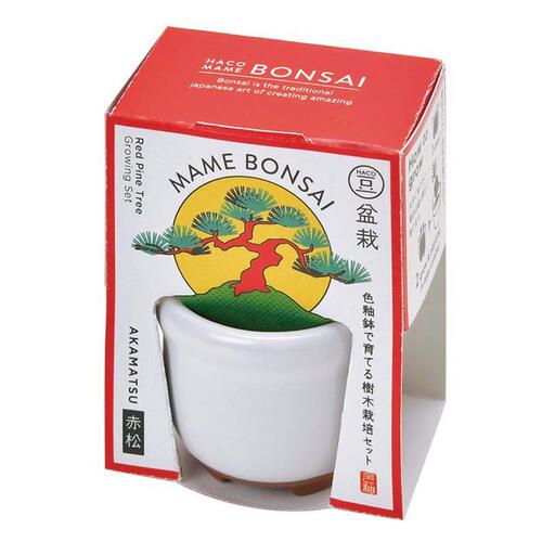 Seishin Haco Mame 日式陶瓷小盆栽 - 赤松