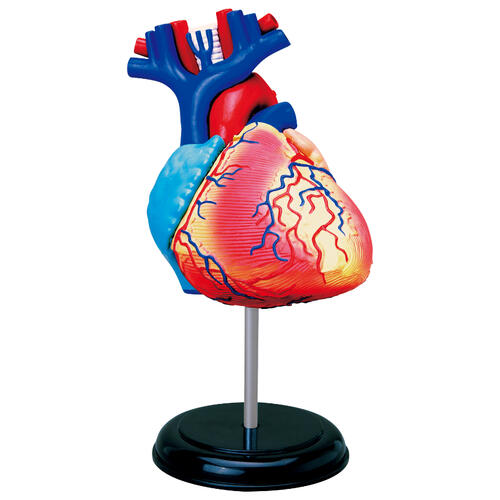 4D Human Anatomy 人體解剖學心臟解剖模型