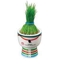 Seishin 木芥子娃娃芝草盆栽 - Boy