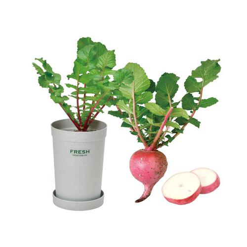 Seishin Carrot - Deep Red