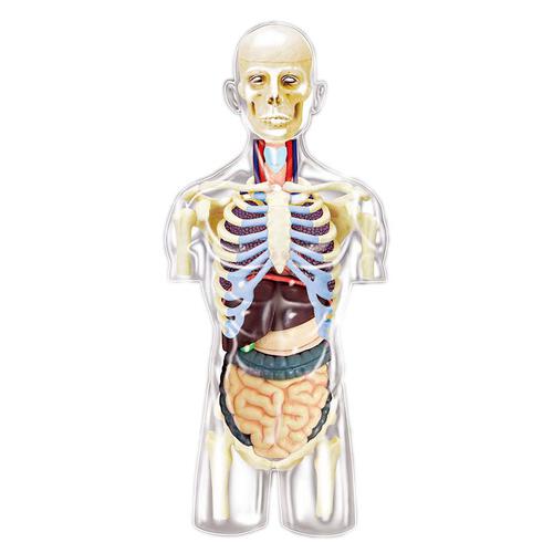 4D Human Anatomy 人體解剖學透明人體軀幹解剖模型