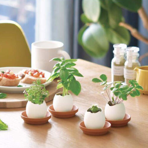 Seishin 蛋殼小盆栽 - 薄荷