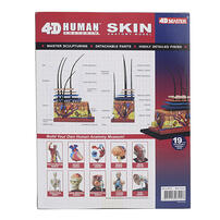 4D Human Anatomy Skin Anatomy Model