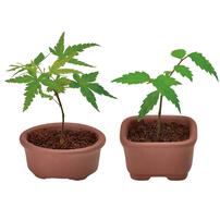 Seishin Growing Capsule-Bonsai Collection - Blind Box (1Pc)